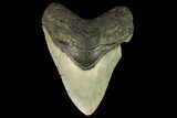 Fossil Megalodon Tooth - North Carolina #124463-1